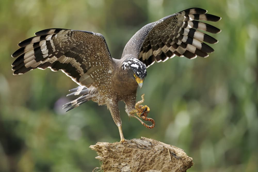 Serpent Eagle's Catch by Gavin Lam — canvas wall art