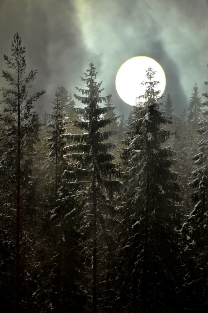 Moonlit Winter Forest by Christina Sillen — canvas wall art