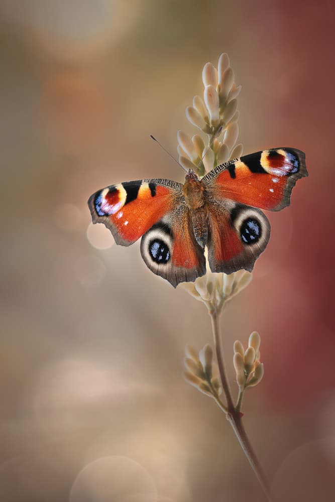 Vibrant Peacock Butterfly by Rina Barbieri — canvas wall art