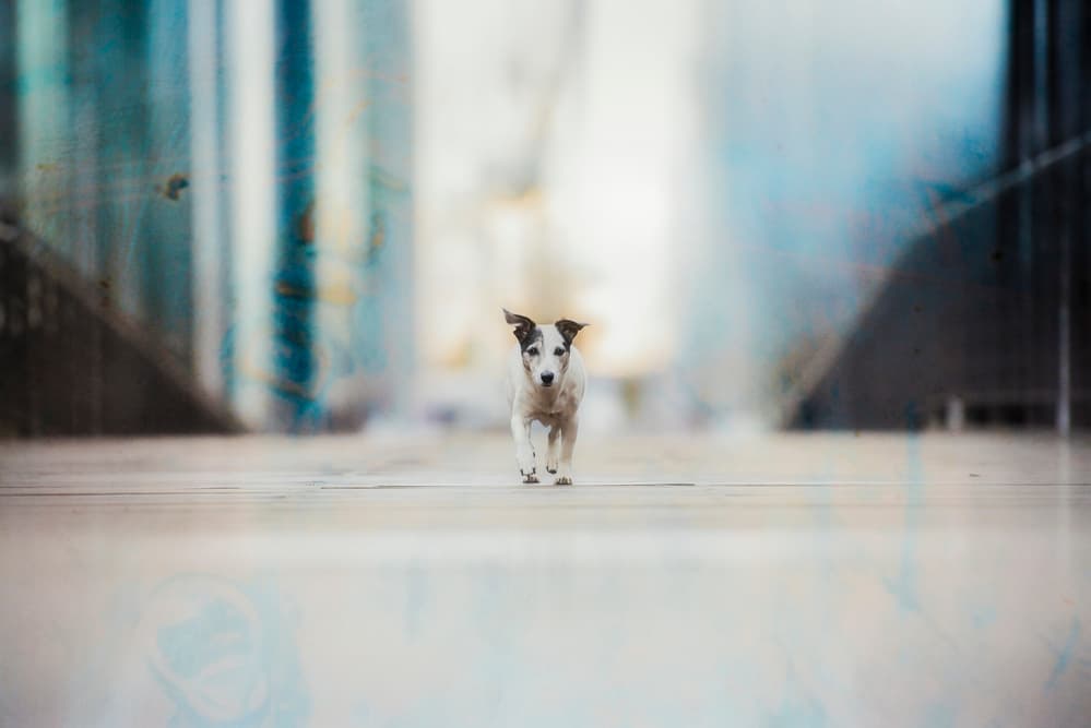 Playful Puppy Running by Heike Willers — canvas wall art