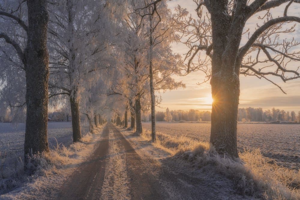 Winter Sunrise Lane by Ludwig Riml — canvas wall art