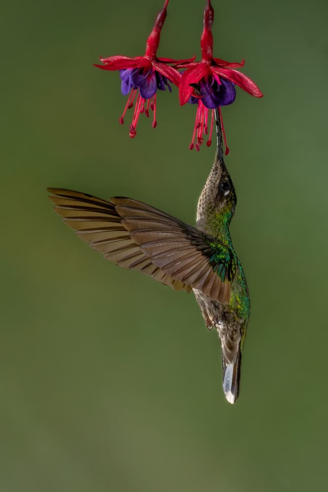 Hummingbird Fuchsia Nectar by Rajat Dhesi — canvas wall art