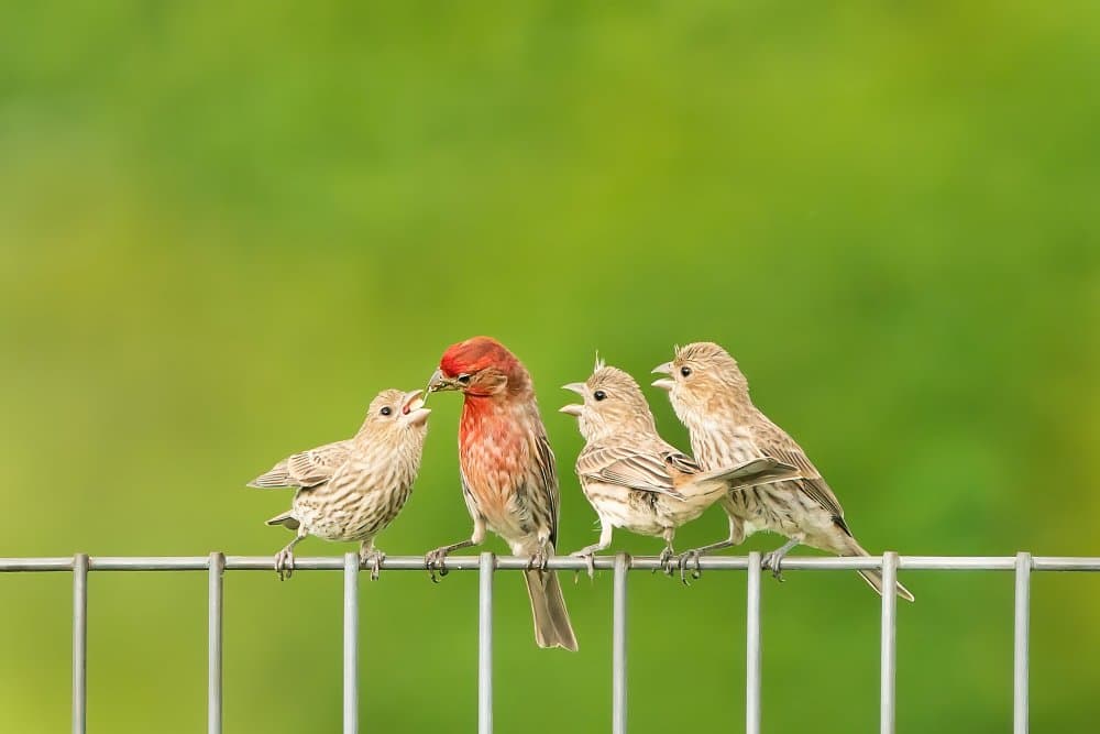 House Finches Feeding Young by Alex Li — canvas wall art