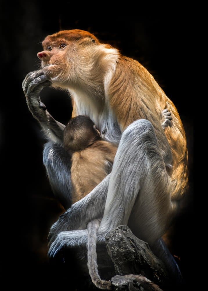 Proboscis Mother and Child by Antonyus Bunjamin (Abe) — canvas wall art