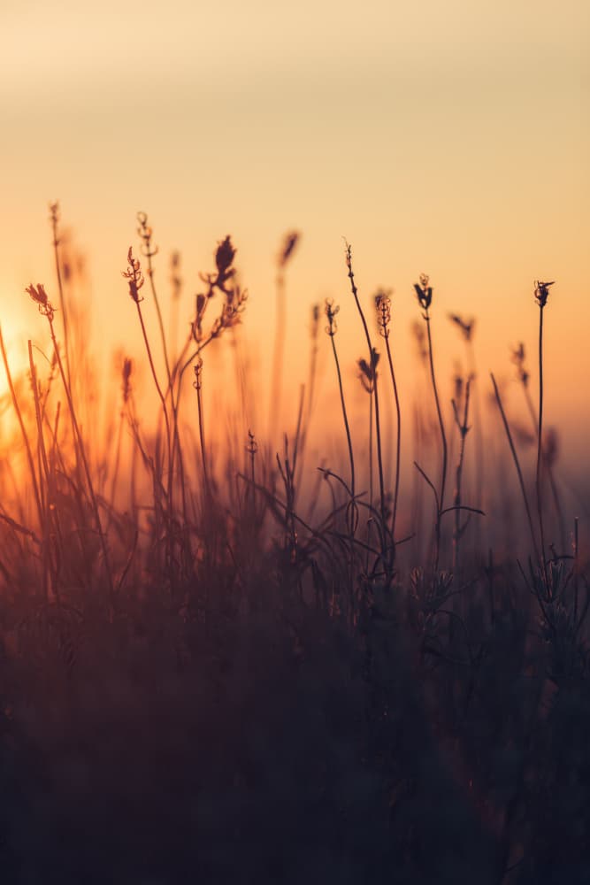 Golden Hour Field by Javier Pardina — canvas wall art