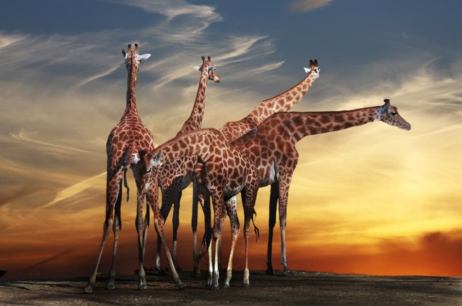 African Giraffes at Sunset by Anna Cseresnjes — canvas wall art