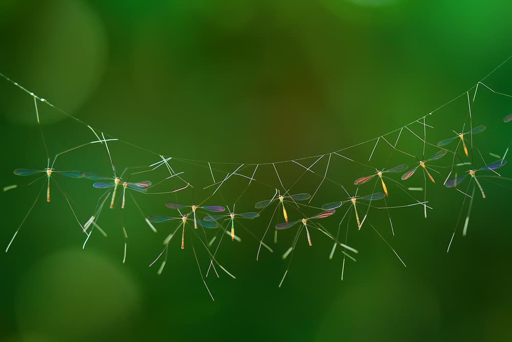 Luminous Damselflies Web by Abdul Gapur Dayak — canvas wall art