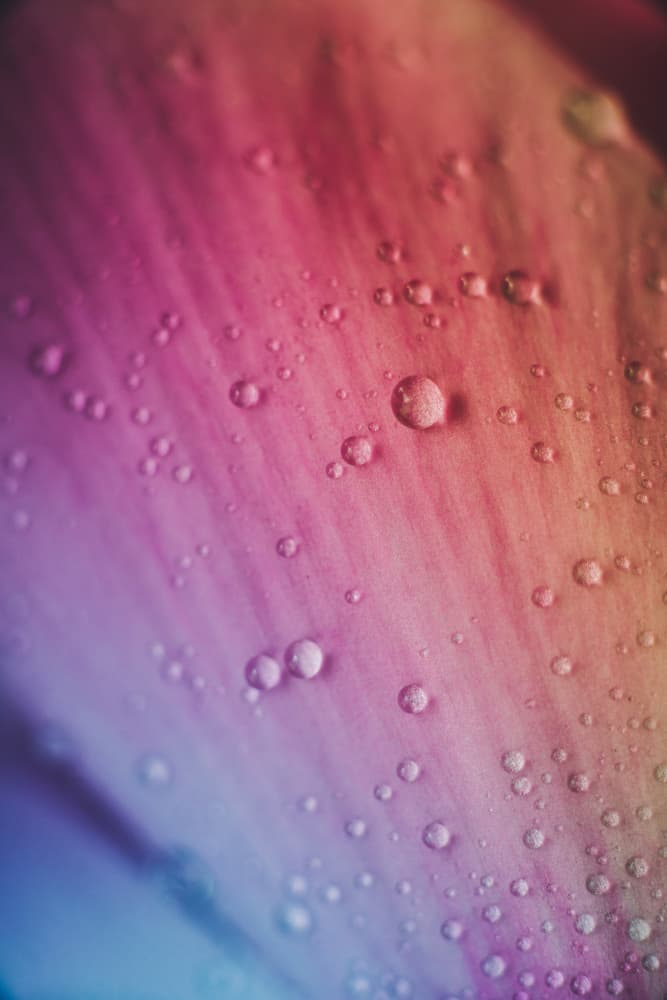 Vibrant Petal Drops by Javier Pardina — canvas wall art