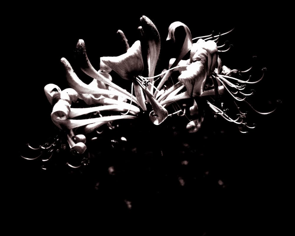 Elegant Honeysuckle Glow by Michele Frechette — canvas wall art
