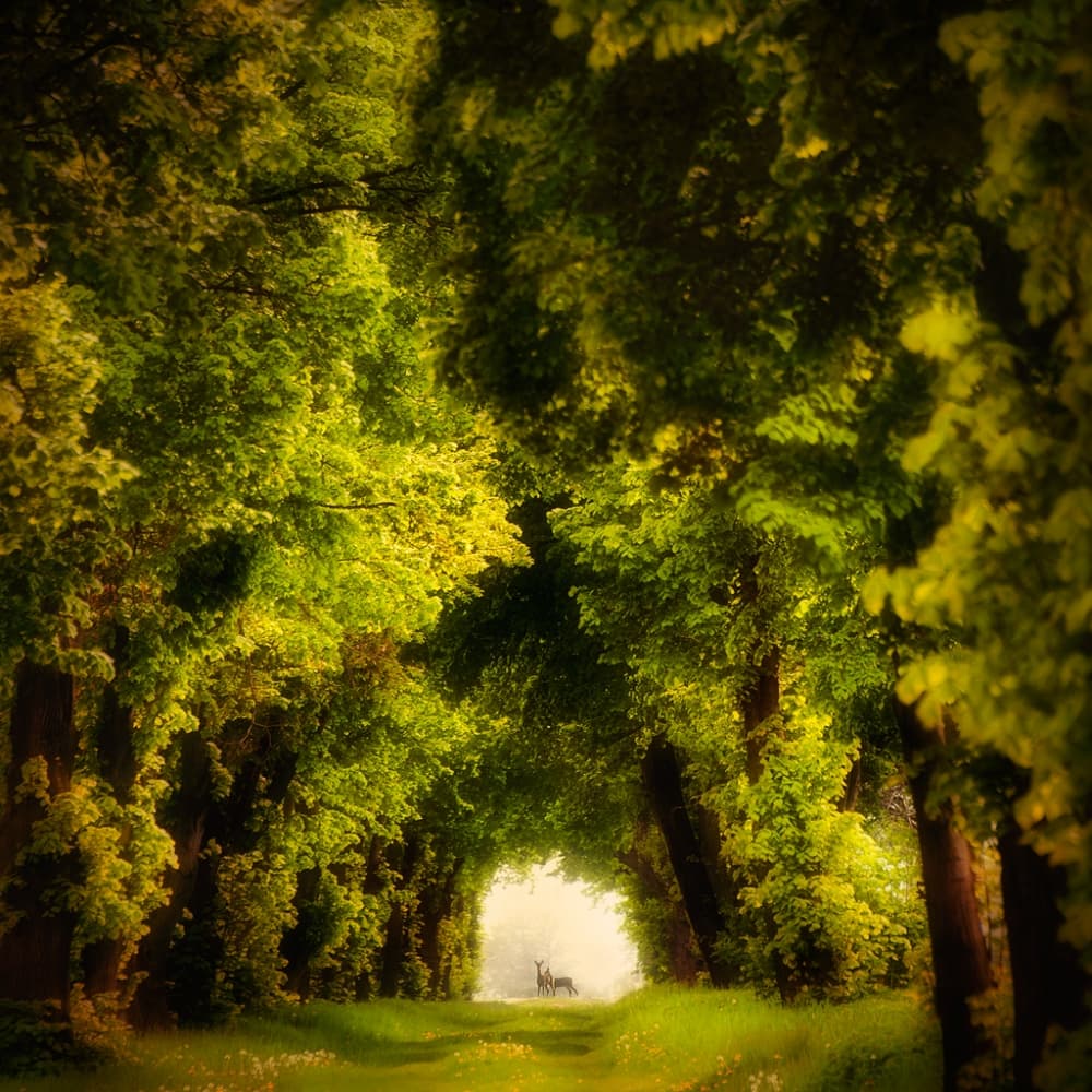 Deer in Forest Archway by Piotr Krol (Bax) — canvas wall art