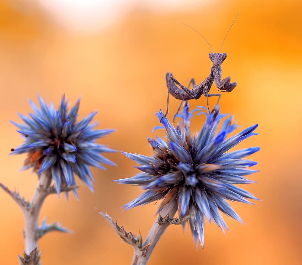 Praying Mantis On Thistle by Thierry Dufour — canvas wall art