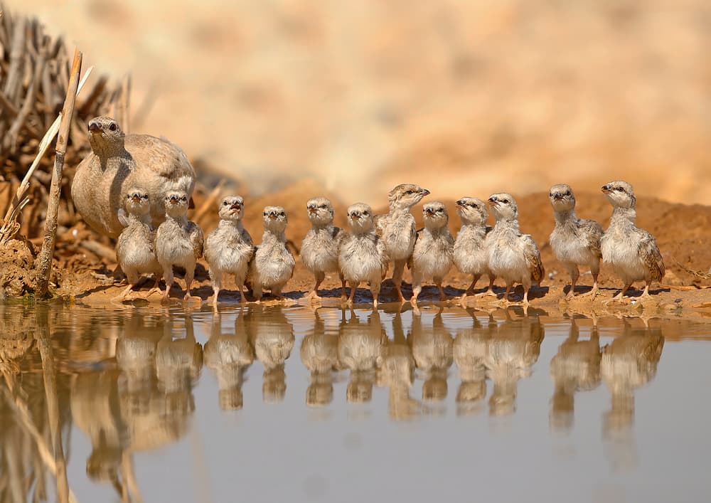 Bustard Family Reflections by Shlomo Waldmann — canvas wall art