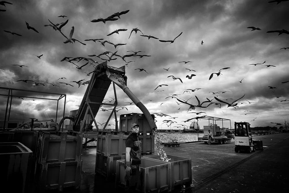 Fishing Port Seagulls by Sorin Vidis — canvas wall art