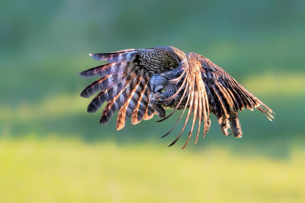 Intense Owl Flight by Jun Zuo — canvas wall art