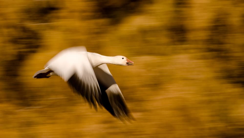 Snow Goose In Flight by Alfred Forns — canvas wall art