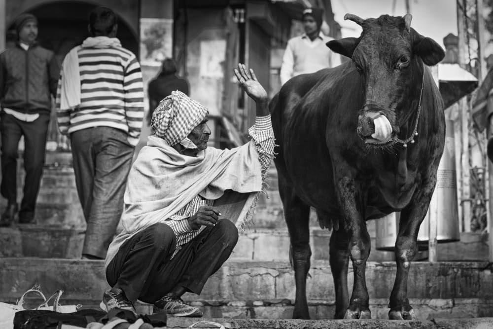You naughty cow by Jurij Bizjak — canvas wall art