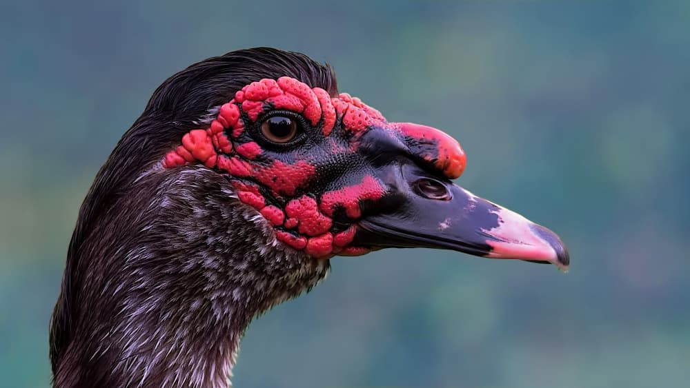 Striking Red Faced Duck by Emanuel Papamanolis — canvas wall art