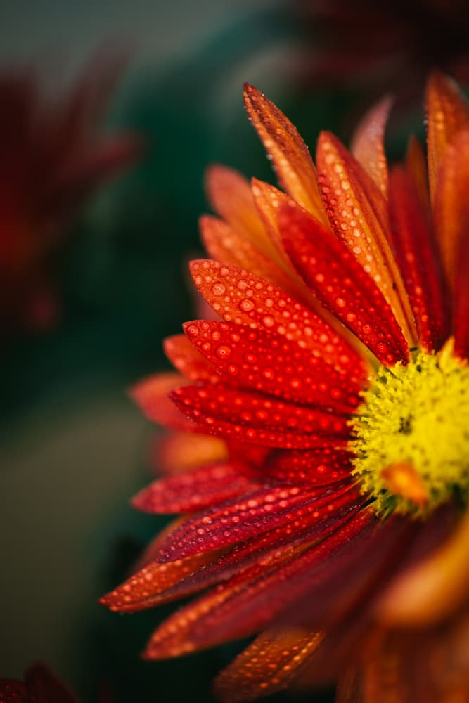 Red Flower Dew Drops by Javier Pardina — canvas wall art