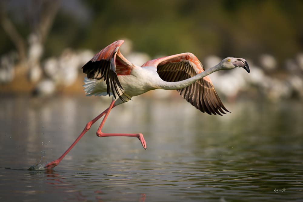 Graceful Flamingo Takeoff by Roshkumar — canvas wall art