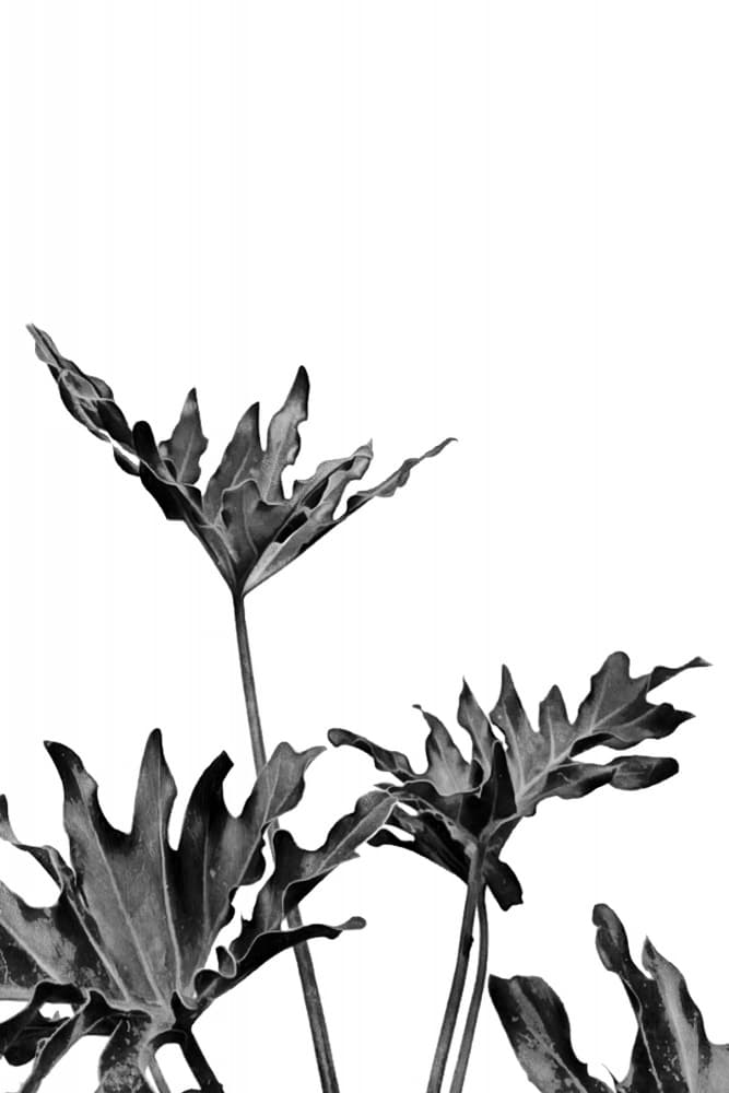 Monochrome Tropical Leaves by amini54 — canvas wall art