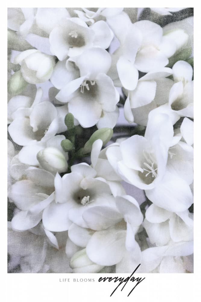 Soft White Freesias by Rosana Laiz Blursbyai — canvas wall art