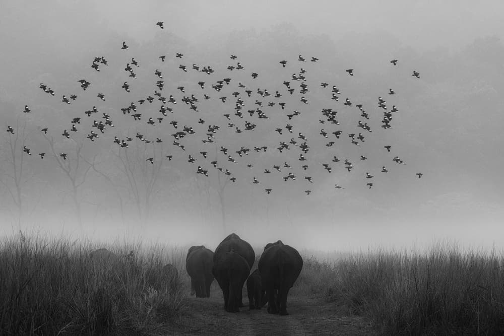 Misty Elephant Family by swapnil deshpande — canvas wall art
