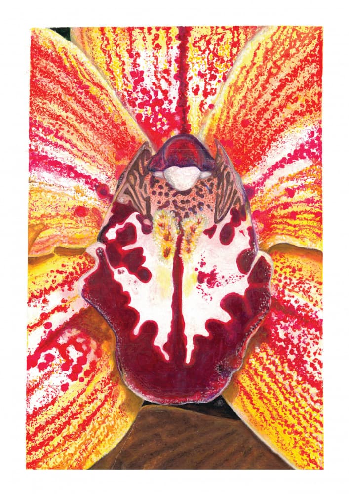 Vibrant Orchid Bloom by Julia Holmes — canvas wall art