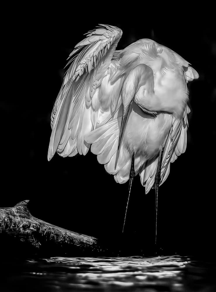 Elegant White Egret by Jan van der Linden — canvas wall art