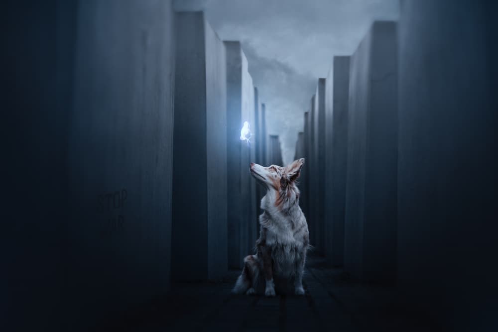 Glowing Butterfly Dog Maze by Ve Shandor — canvas wall art