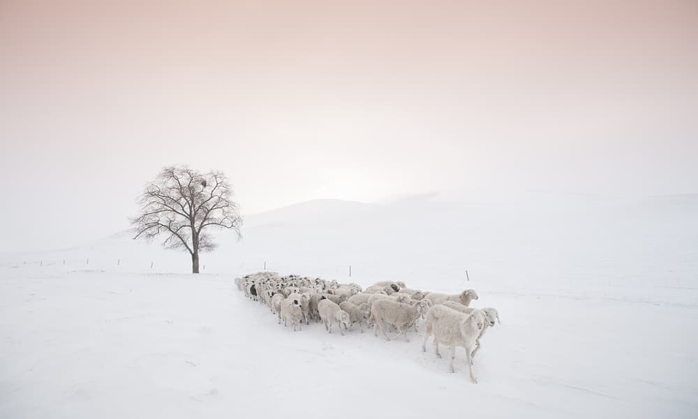 Sheep Under Blush Sky by Bingo Z — canvas wall art