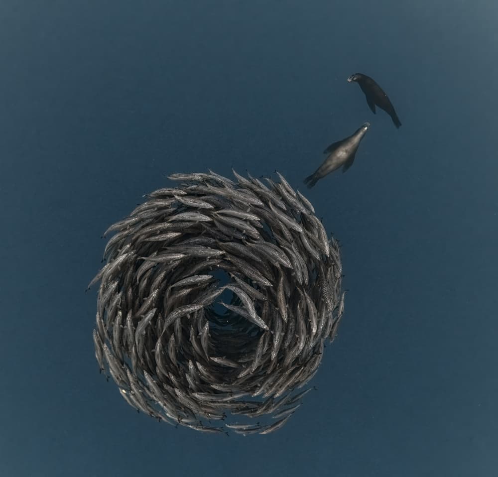Sardine Bait Ball Hunt by Jennifer Lu — canvas wall art