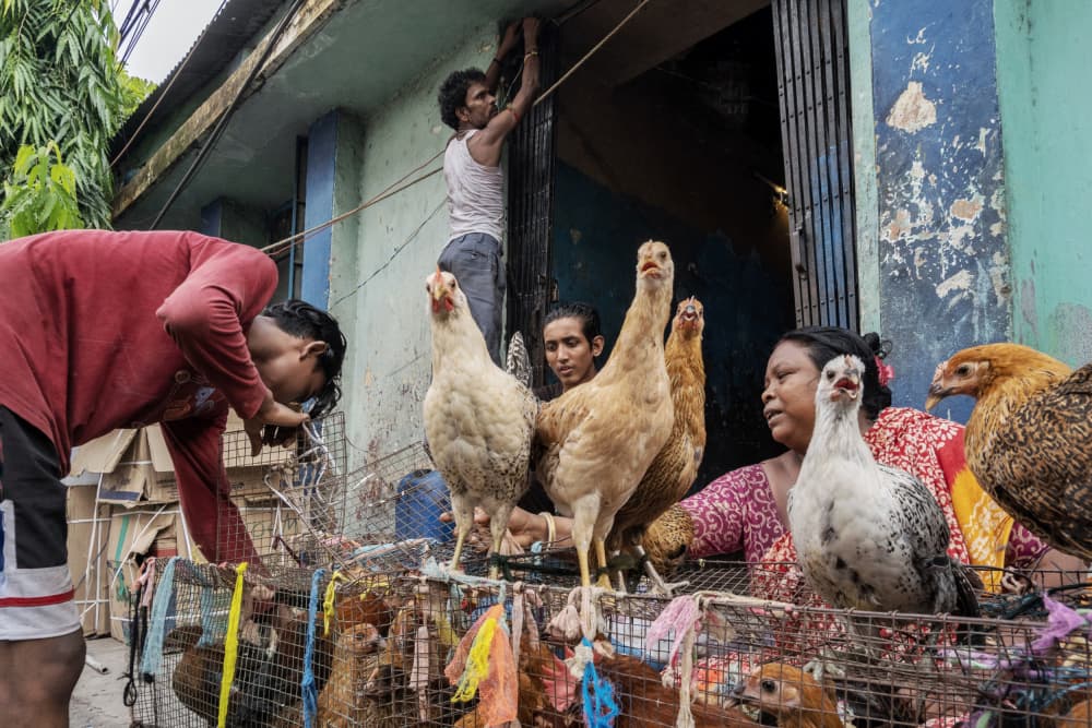 Bustling Chicken Market by Kuntal Biswas — canvas wall art
