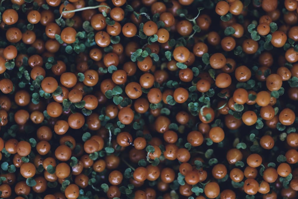 Rustic Autumn Berries by Javier Pardina — canvas wall art