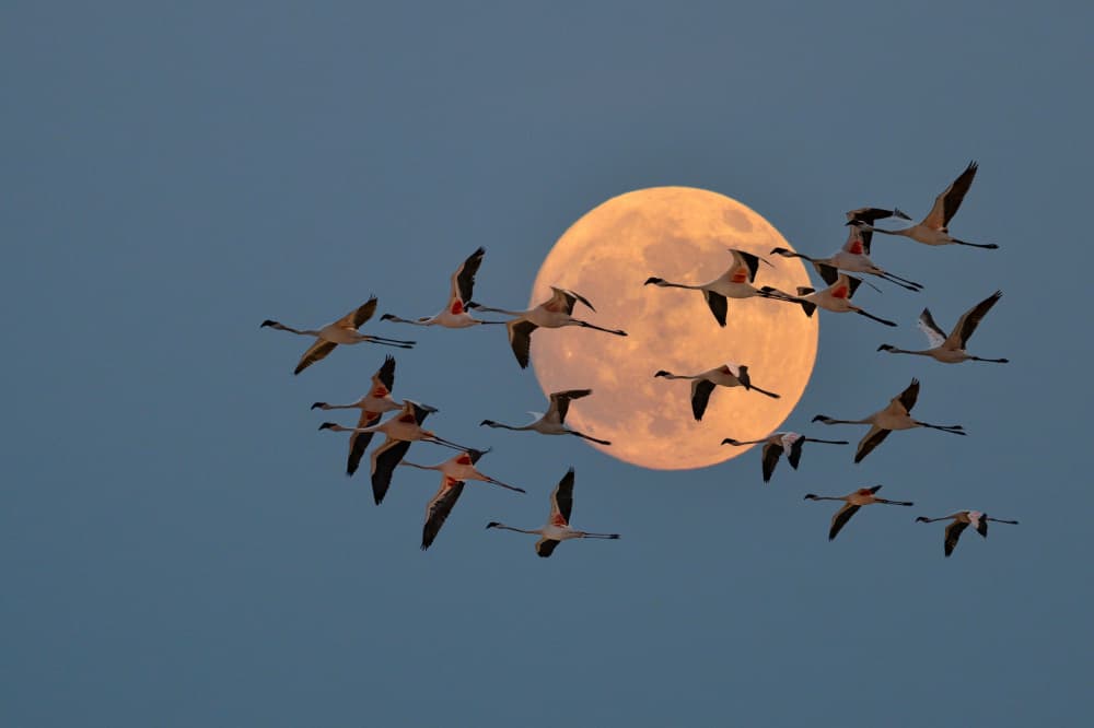 Flamingos Flying Under Moon by אייל בר אור • Eyal Bar Or — canvas wall art