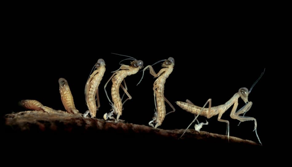 Praying Mantis Molting by Jimmy Hoffman — canvas wall art