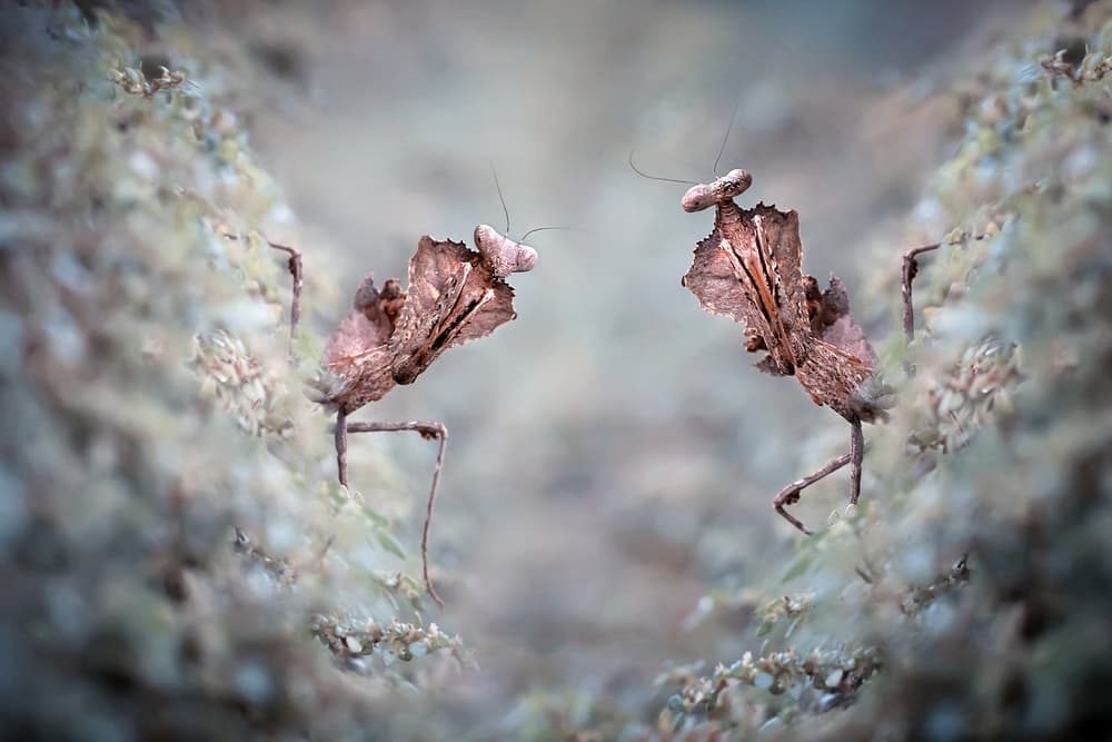 Reflected Leaf Mantises by Fauzan Maududdin — canvas wall art