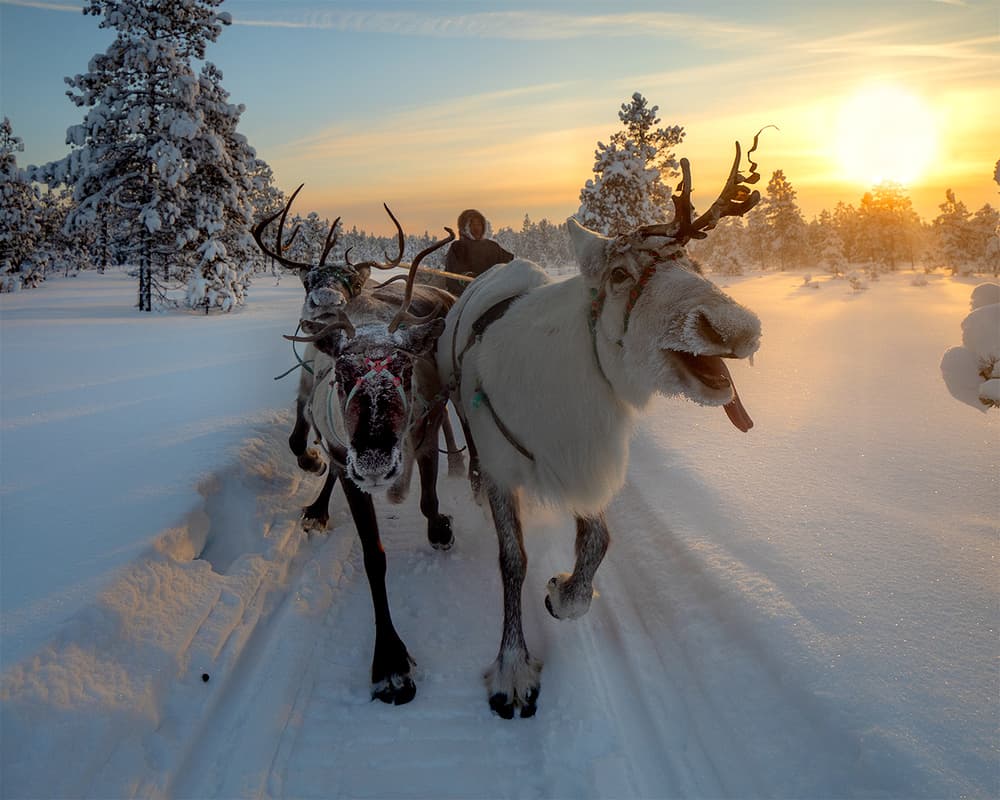 Running Reindeer Sunset by Marcel Rebro — canvas wall art