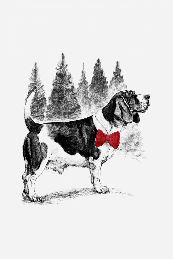 Dapper Basset Hound by casa cartissi — canvas wall art