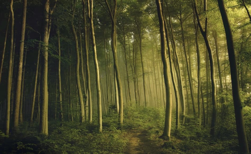 Sunlit Forest Path by Norbert Maier — canvas wall art