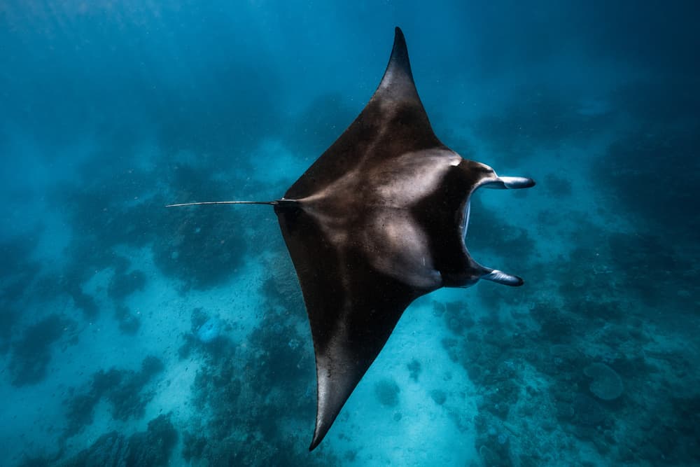 Manta Ray Underwater by Barathieu Gabriel — canvas wall art