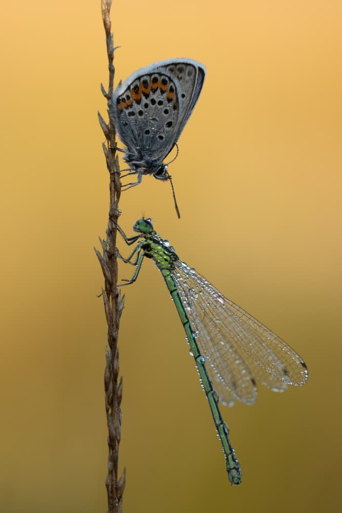 Morning Dew Insects by Daan de Vos — canvas wall art