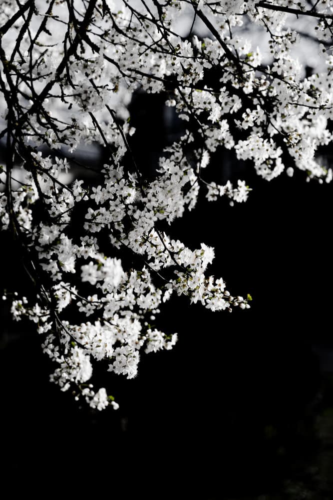 White Spring Blossoms by Mareike Böhmer — canvas wall art