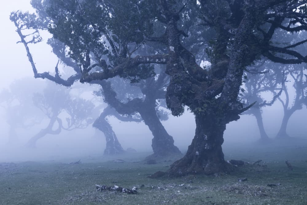 Blue Woods by Stefan Hefele — canvas wall art