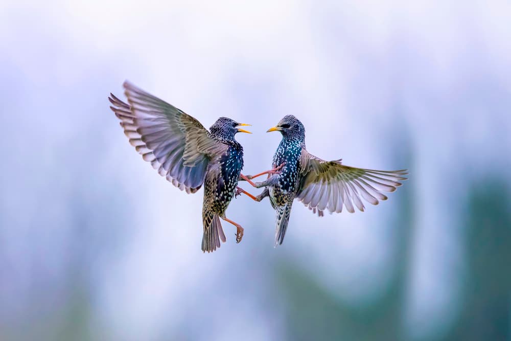 Starlings Mid-Air Encounter by Marco Redaelli — canvas wall art