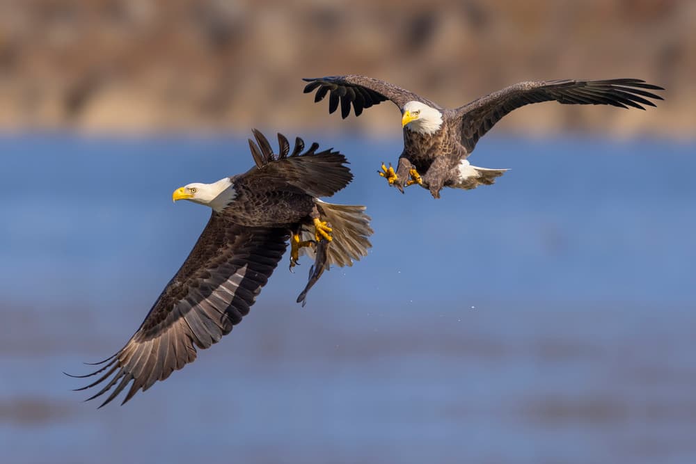 Eagles Fighting For Fish by Mountain Cloud — canvas wall art