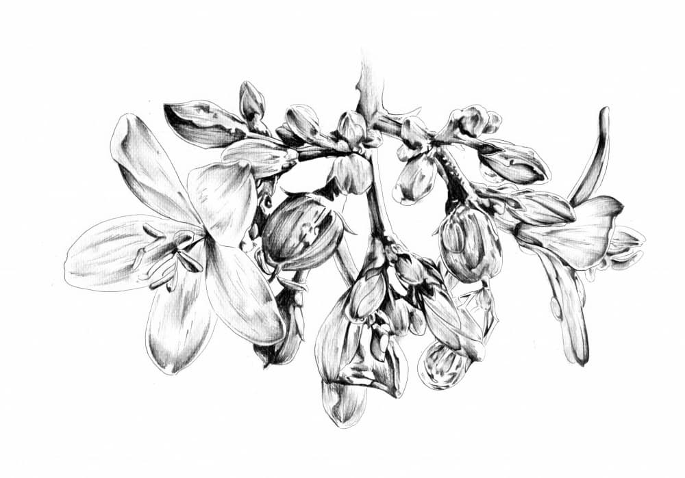Delicate Floral Drawing by Kulik — canvas wall art