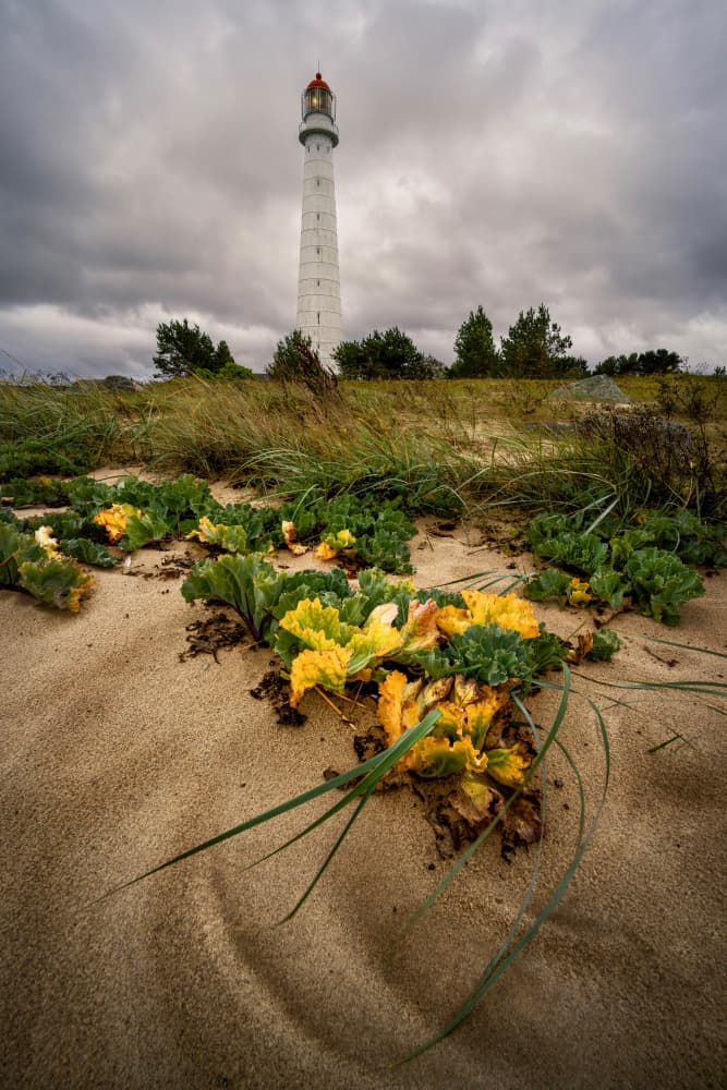 Tall Lighthouse Sandy Coast by Hans Repelnig — canvas wall art