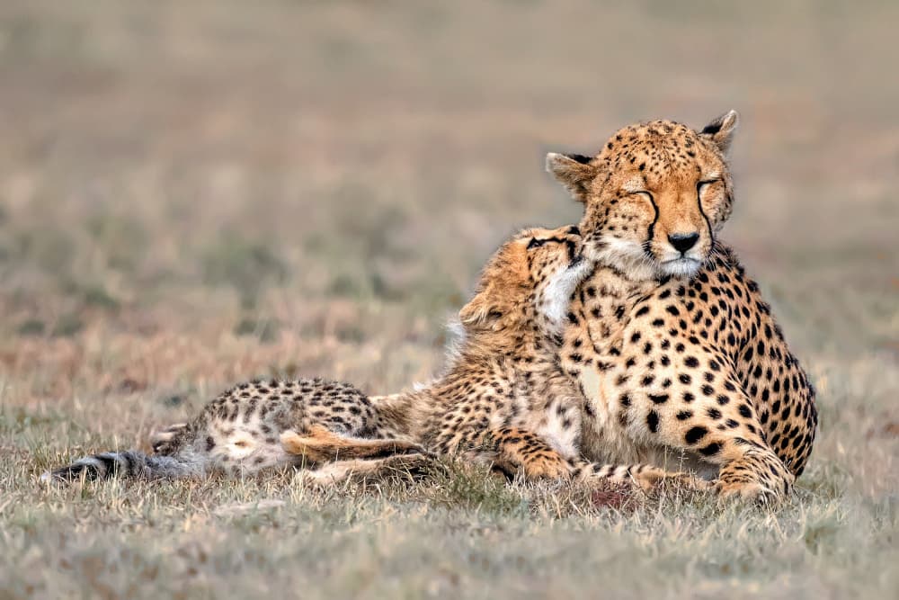 Cheetah Mother's Love by Xavier Ortega — canvas wall art