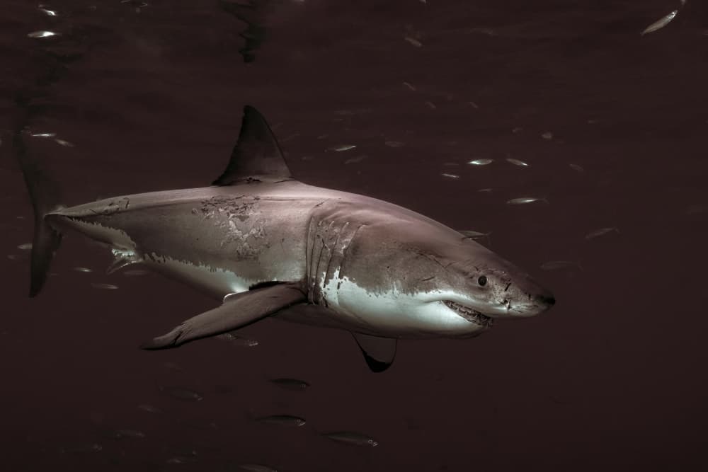 Great White Ocean Predator by Serge Melesan — canvas wall art