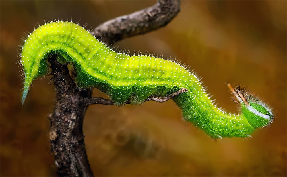 Vibrant Green Caterpillar by Fauzan Maududdin — canvas wall art